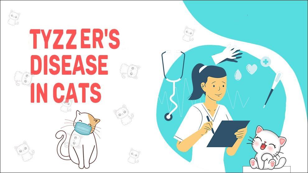 Tyzzer's Disease In Cats