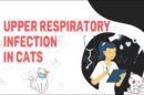 Upper Respiratory Infection In Cats