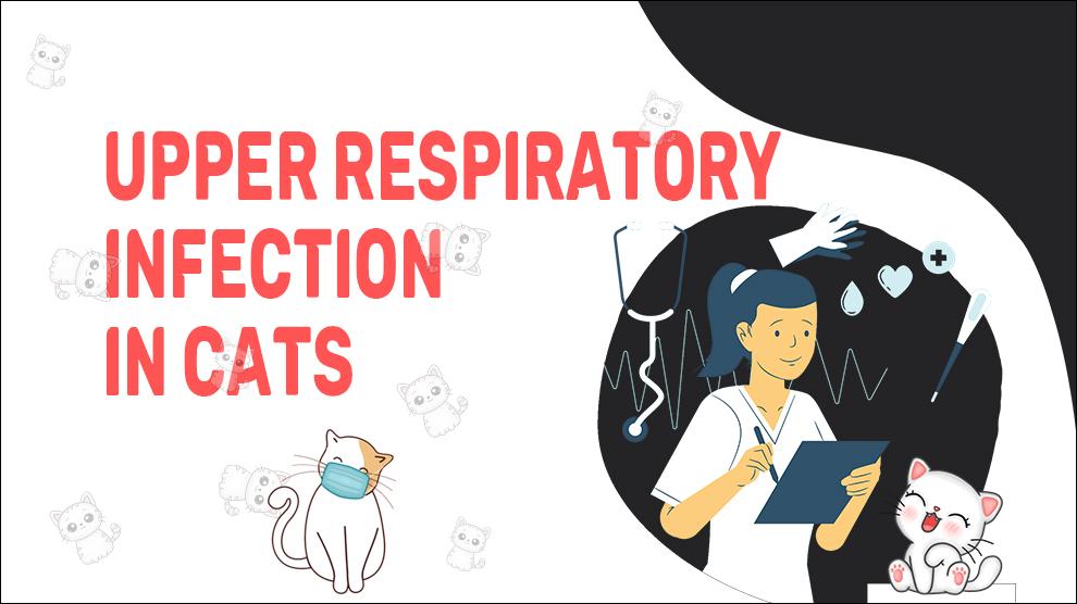 Upper Respiratory Infection In Cats