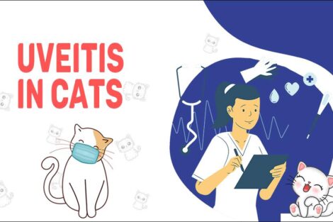 Uveitis In Cats