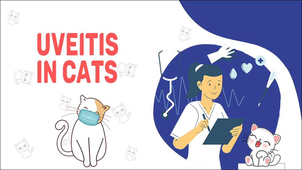 Uveitis In Cats
