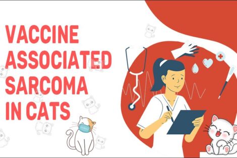Vaccine Associated Sarcoma In Cats