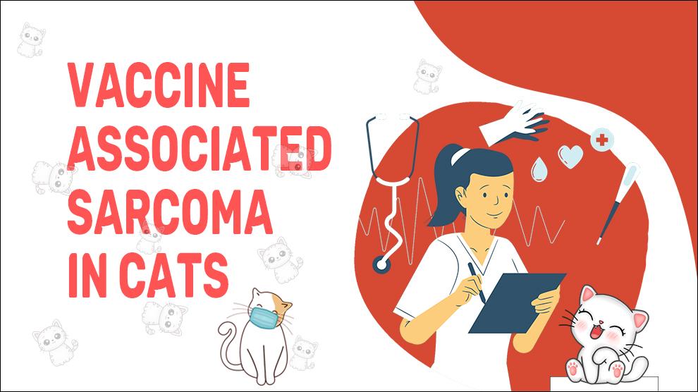 Vaccine Associated Sarcoma In Cats