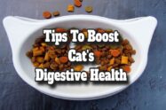 Tips To Boost Cat's Digestive Health