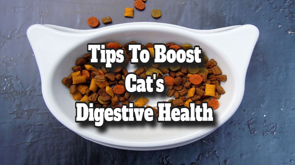 Tips To Boost Cat's Digestive Health