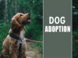 Dog Adoption