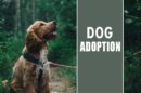 Dog Adoption