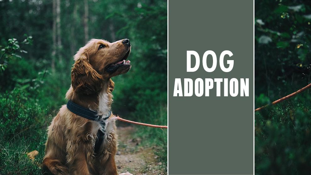 Dog Adoption