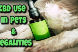 CBD Use in Pets and Its Legalities