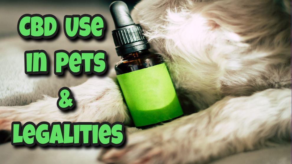 CBD Use in Pets and Its Legalities