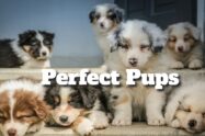 Perfect Pups