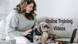 Online Training Videos For Dogs