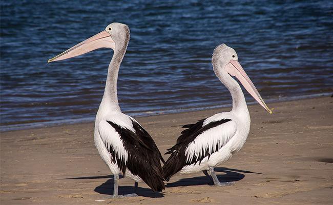 pelicans-birds-that-remind-us-of-their-dinosaur-past