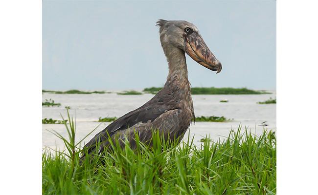 shoebills-birds-that-remind-us-of-their-dinosaur-past