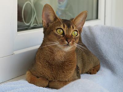 abyssinian