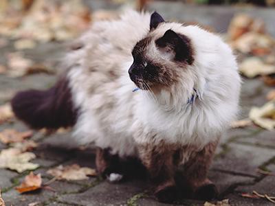 birman