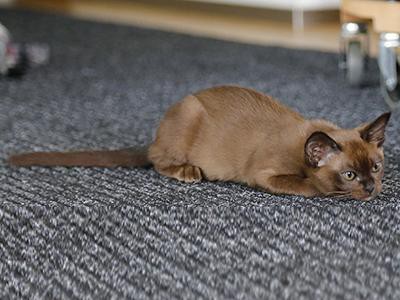 burmese-cat