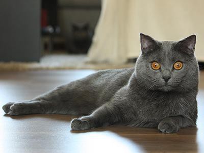 chartreux