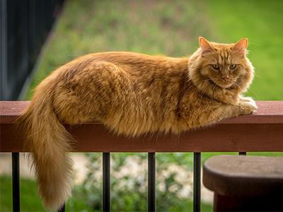 maine-coon-cat