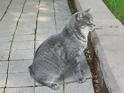 manx