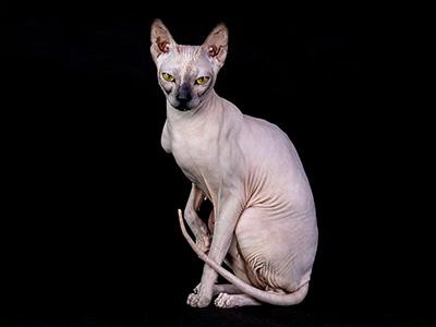 sphynx-cat