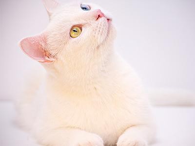 turkish-angora