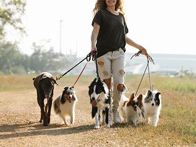 start-walking-dogs