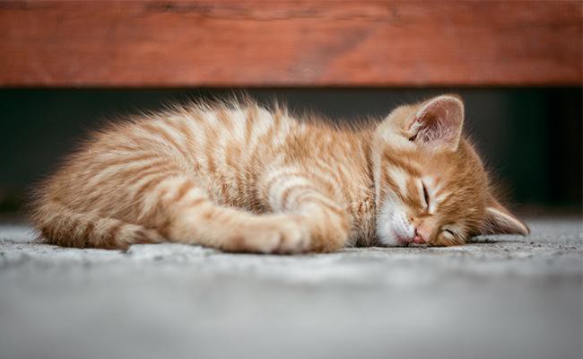 cats-sleep-more-than-any-other-mammal
