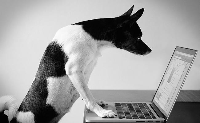 what-about-new-pet-experts-on-social-media