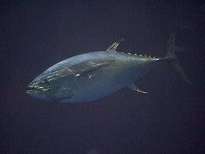 pacific-bluefin-tuna