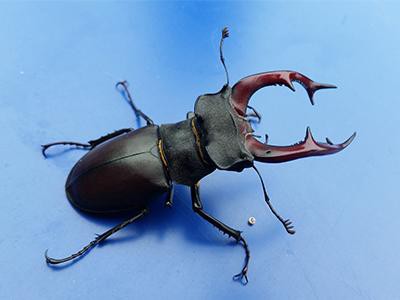 stag-beetle