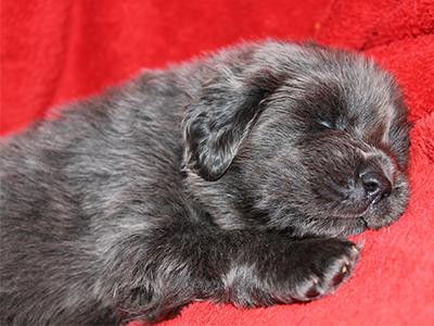 tibetan-mastiff