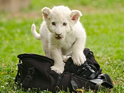 white-cubs
