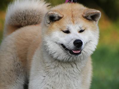 akita-aggression-in-dogs