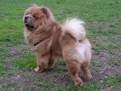 chow-chow-aggression-in-dogs
