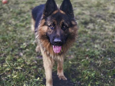german-shepherd-dog-aggression-in-dogs