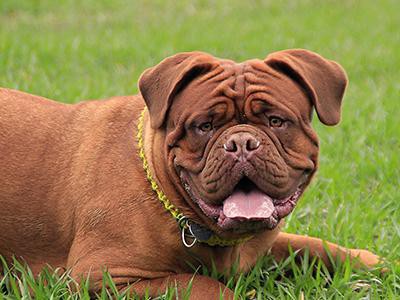 mastiffs-aggression-in-dogs