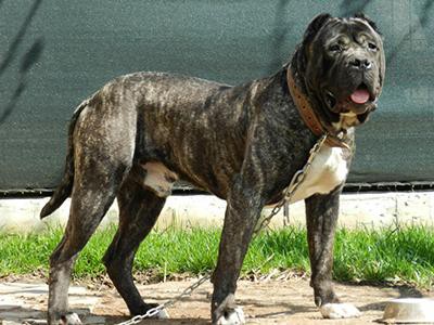 presa-canario-aggression-in-dogs