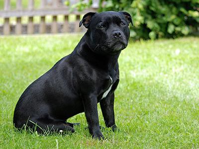 staffordshire-bull-terriers-aggression-in-dogs