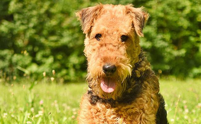 airedale-terrier-appearence