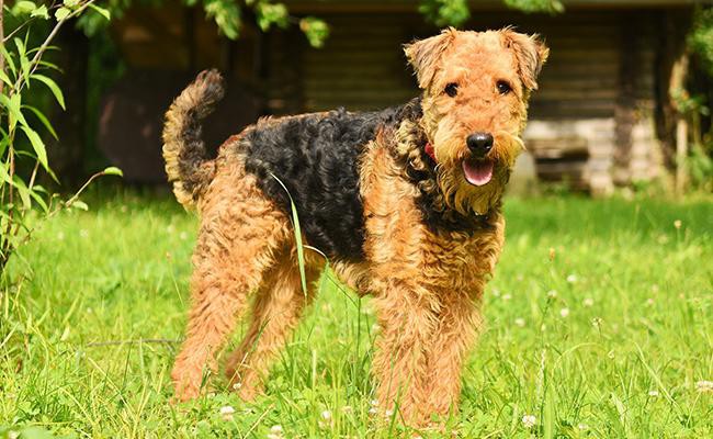 airedale-terrier-breed-characteristics-sheet