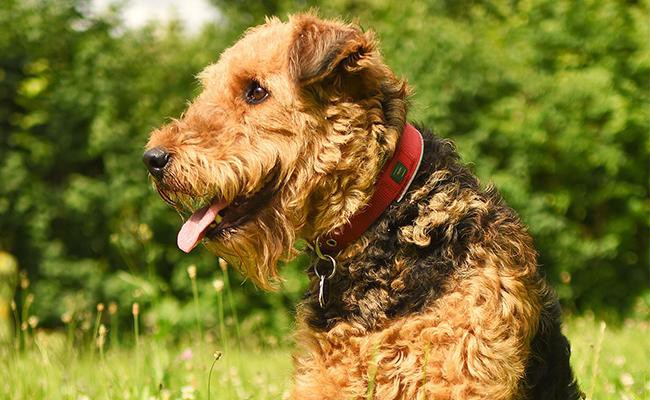 airedale-terrier-care