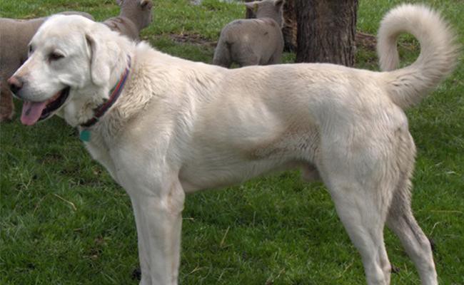 akbash-dog-breed-characteristics-sheet