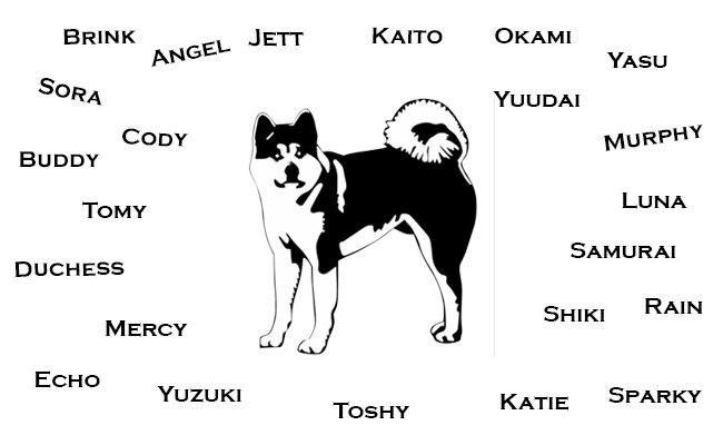 Akita dog names sales male