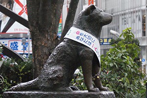 Hachiko Story