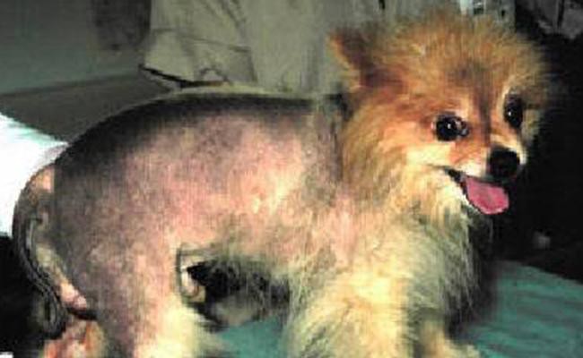 causes-of-dog-alopecia