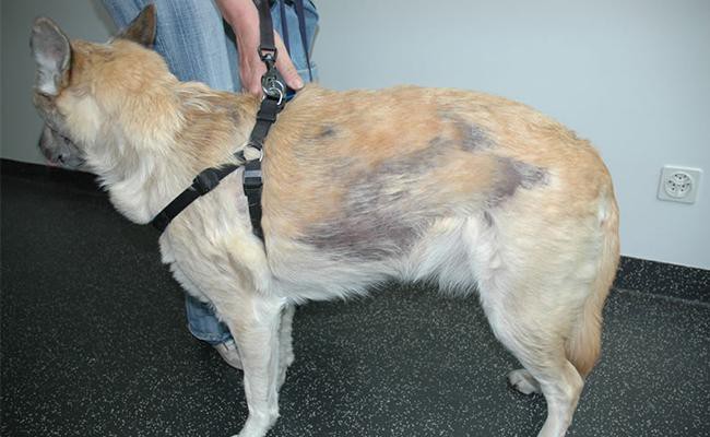 Alopecia In Dogs Causes Symptoms And Treatments Petmoo