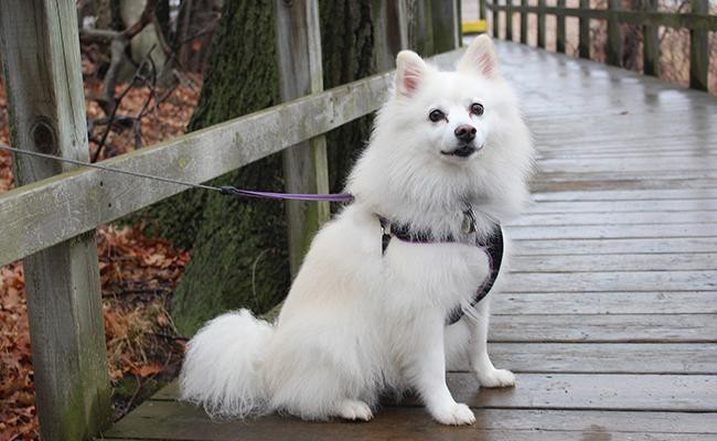 american-eskimo-dog