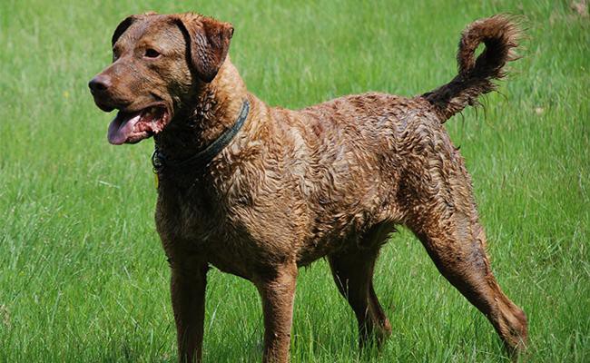 chesapeake-bay-retriever-american-dogs