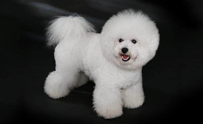 bichon-frise-apartment-dogs